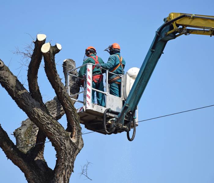 experts complete tree pruning services in ann arbor
